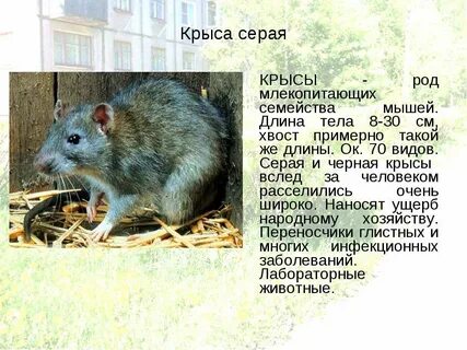 Почему важно ограничивать численность мышей крыс