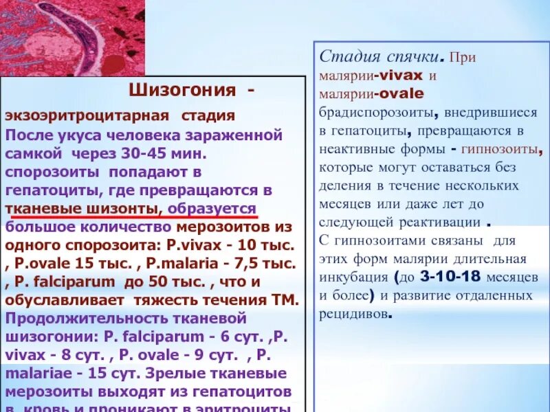 Зараженный эритроцит. Экзоэритроцитарная стадия. классификация малярии. экзоэритроцитарная шизогония. стадии малярии.