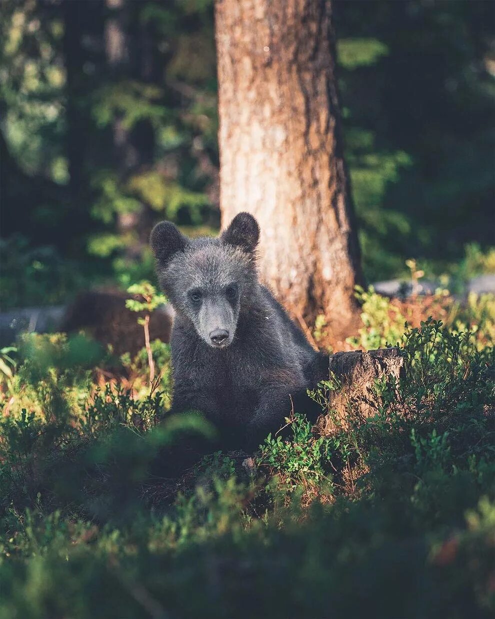 10 лесных животных
