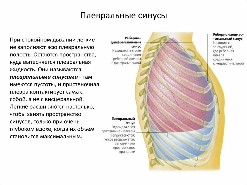 Синусы легких свободны. Плевра строение синусы. Топография плевры синусы. Синусы плевры схема. Реберно-диафрагмальный синус плевры анатомия.