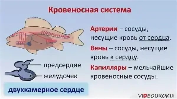 У какой рыбы 2 сердца
