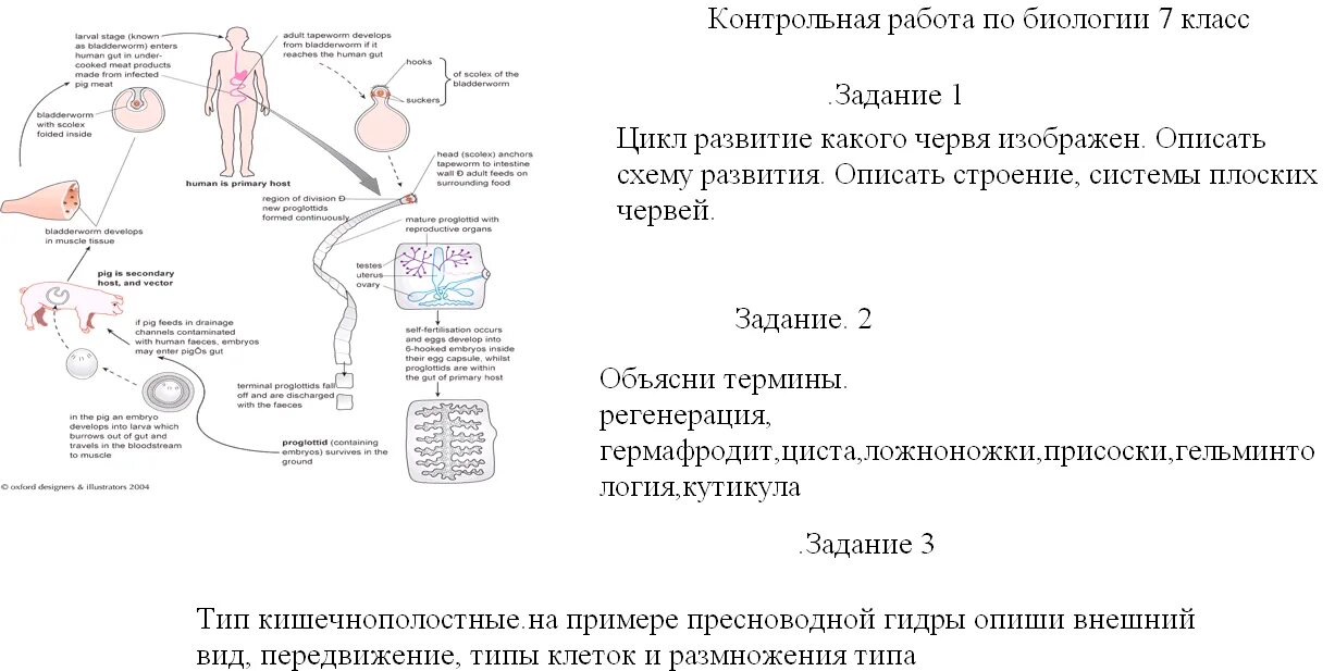 Контрольные вопросы по биологии 6 класс. Контрольная работа по биологии 6 класс. Контрольная работа по биологии 6 класс 2. Контрольная работа 1 по биологии 6 класс. Контрольная работа по биологии 6 класс 1 четверть.