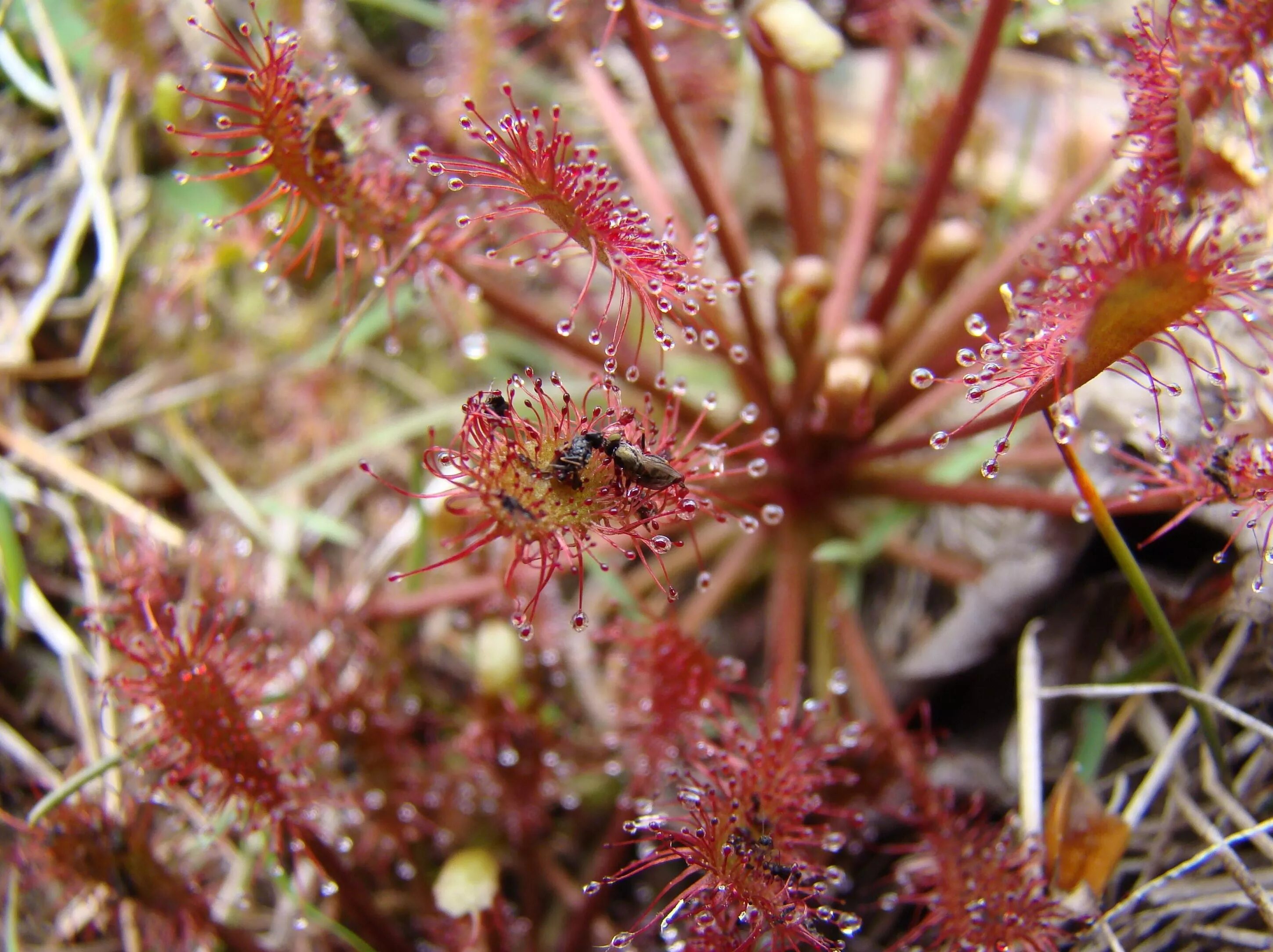 загрязнение пресных вод. Plant species dying. Plants. засохший росток. Plant species.
