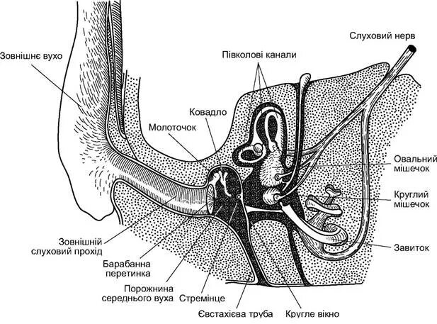Строение органа слуха млекопитающих. Строение уха млекопитающих. Среднее ухо млекопитающих. Строение среднего уха у млекопитающих.