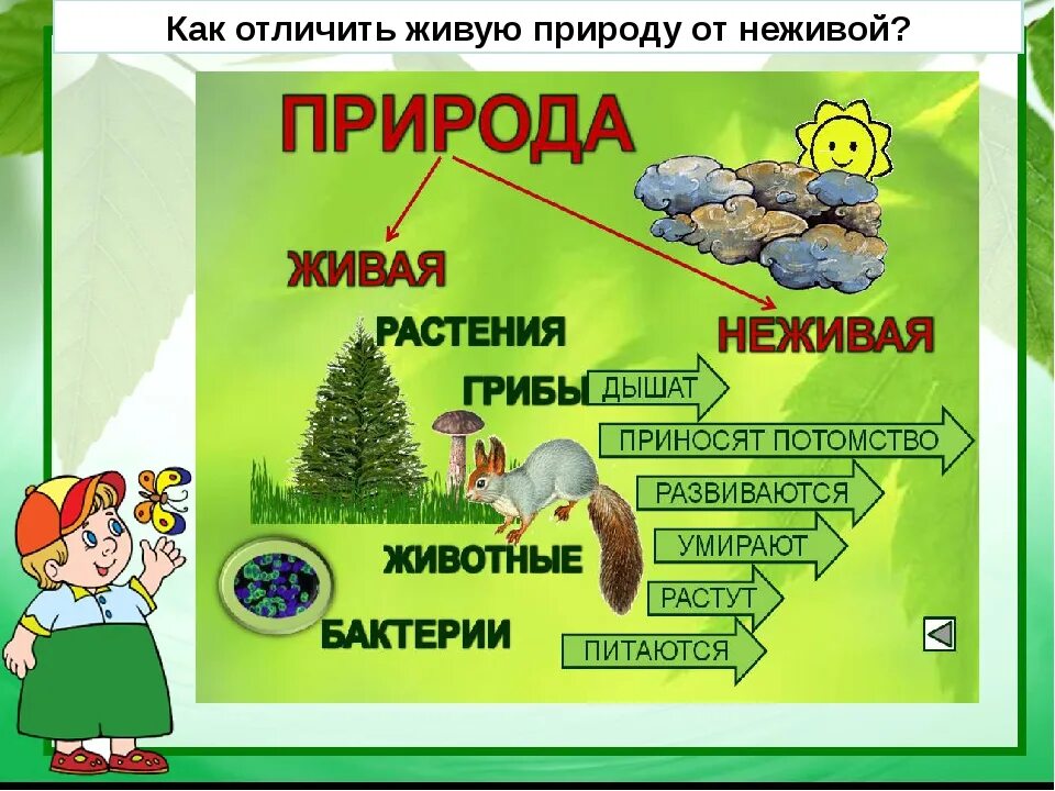 Строение живого и неживого. Различия живой и неживой природы. Основные признаки живой и неживой природы. Живая природа от неживой отличается. Живая и неживая природаразличи.