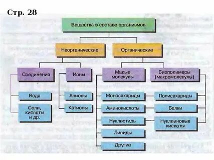 Химический состав клетки белок