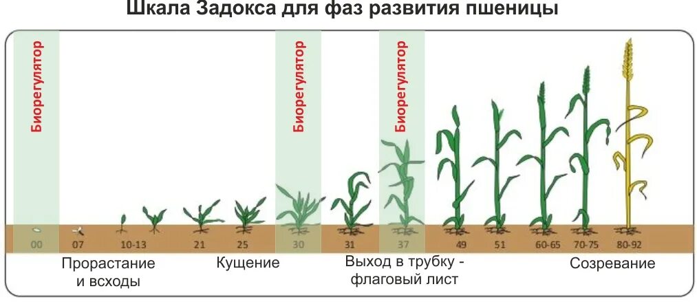 Вегетация определяется. Фазы вегетации озимой пшеницы. Период вегетации Яровой пшеницы. Фаза кущения Яровой пшеницы. Фазы вегетации Яровой пшеницы.