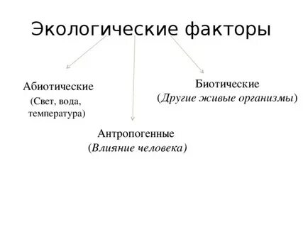 К абиотическим факторам среды можно отнести