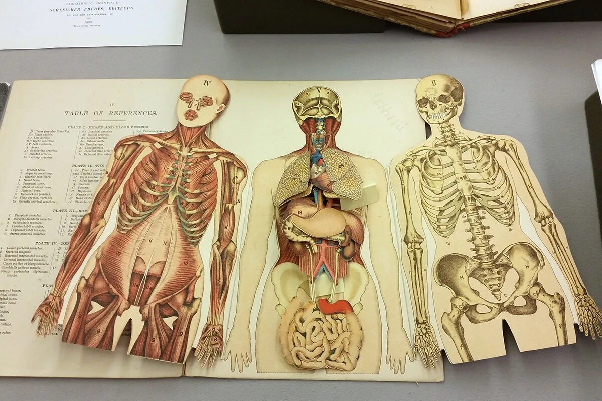 Анатомия человека пособия. Анатомия человека. Объемная анатомия человека. Анатомия книжка. Объемная книжка анатомия.
