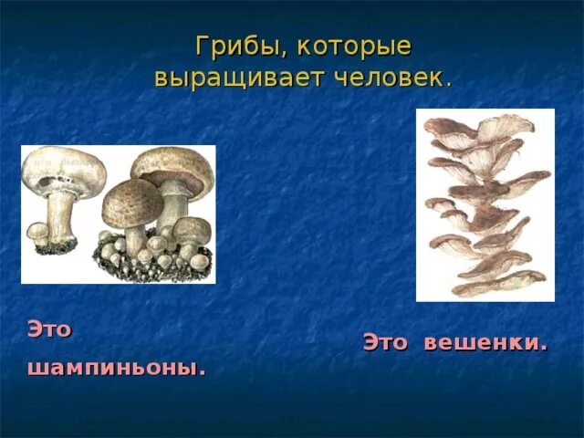 Проект по биологии выращивание грибов 7 класс PPT Царство грибов. PowerPoint Presentation, free download ID:6031578
