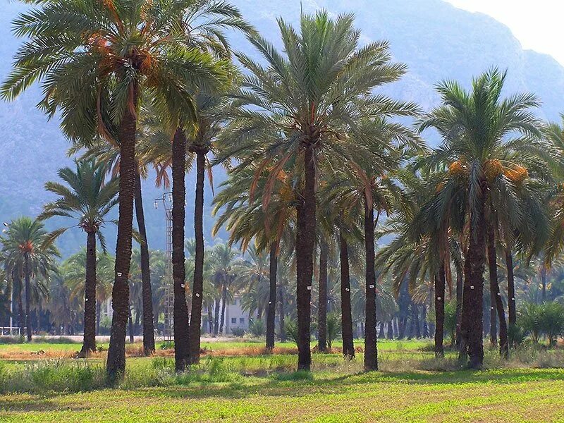 Пальма где растет природная зона. Финиковая Пальма в Африке. Пальмовая роща Абхазия. Финиковые пальмы в Египте. Финиковая Пальма эрг-шебби.