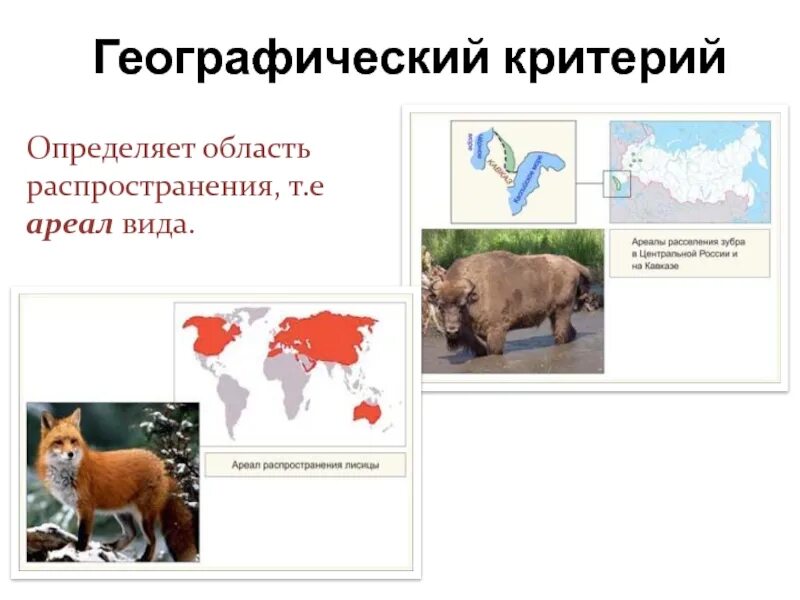 Заяц–русак ореол обитания. Географический критерий примеры. Географический критерий вида. Ареал это в биологии. Область распространения определенного.