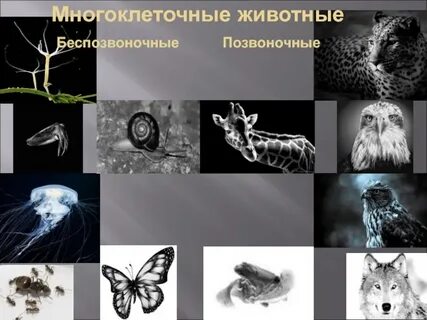 Многоклеточное позвоночное животное