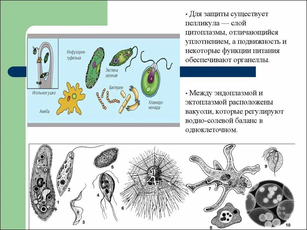 Временная форма существования бактерий и многих одноклеточных. Одноклеточные организмы. Типы одноклеточных. Примитивные одноклеточные организмы. Эволюция одноклеточных организмов.