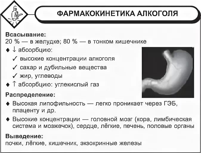 Алкоголь всасывается в желудке. Поступающий в организм алкоголь. Всасывается:.