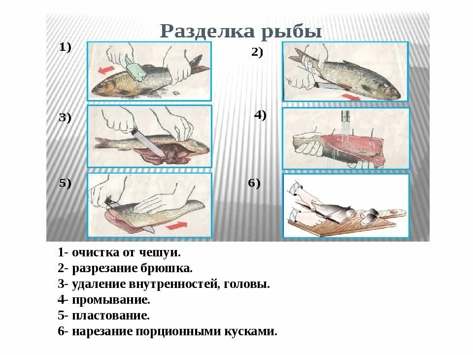 Схема первичной обработки чешуйчатой рыбы. Обработка рыбы разделка рыбы схема. Технологическая схема разделки рыбы на филе. Последовательность разделки чешуйчатой рыбы.