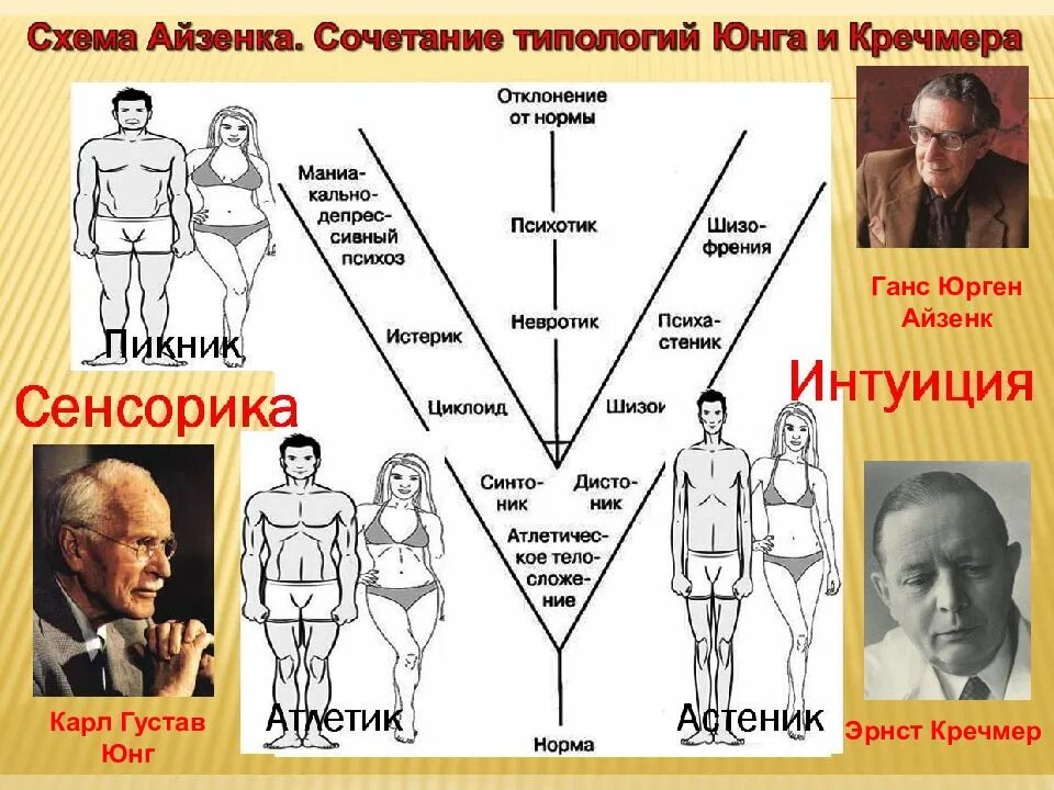 Э кречмер строение тела и характер. Типология кречмера. типология эрнста кречмера. типология кречмера в психологии. кречмер строение тела.