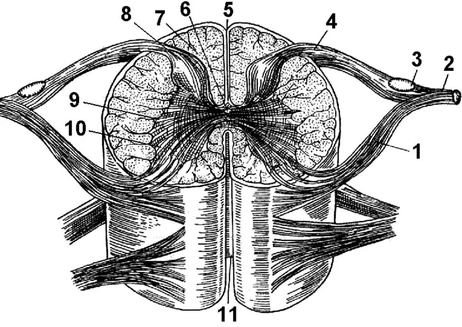 Как выглядит спинной мозг на поперечном. Строение6 спинного мозга. Анатомия Корешков спинного мозга. Структура корешка спинного мозга. Спинномозговой узел в корешках.