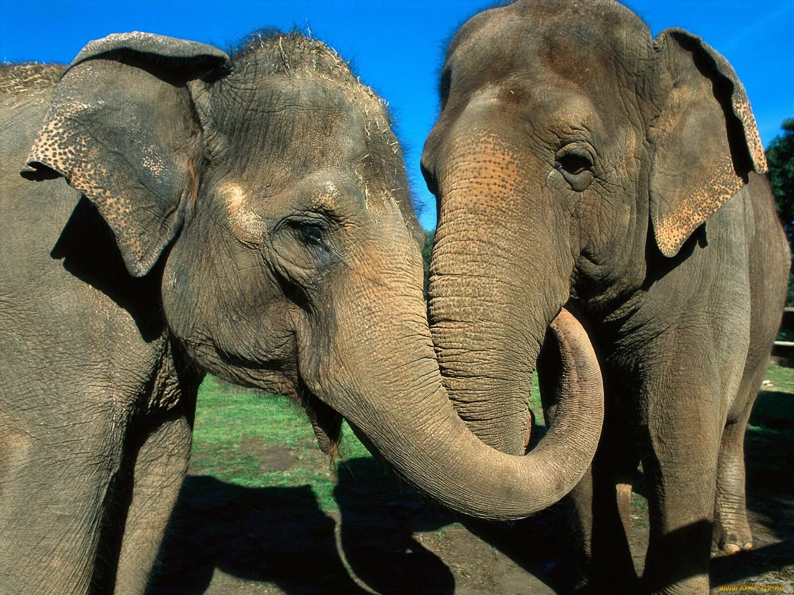 Sister elephant. Редкие слоны. СЛОРН. Слон фото. Слоны фото.
