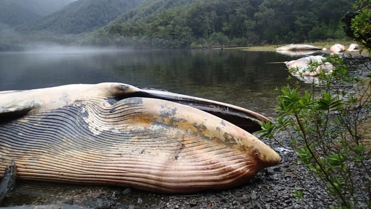 Biggest ever. Biggest ever. Biggest ever. Кабачок гигант марроу. Кабачок марроу выставочный гигант.