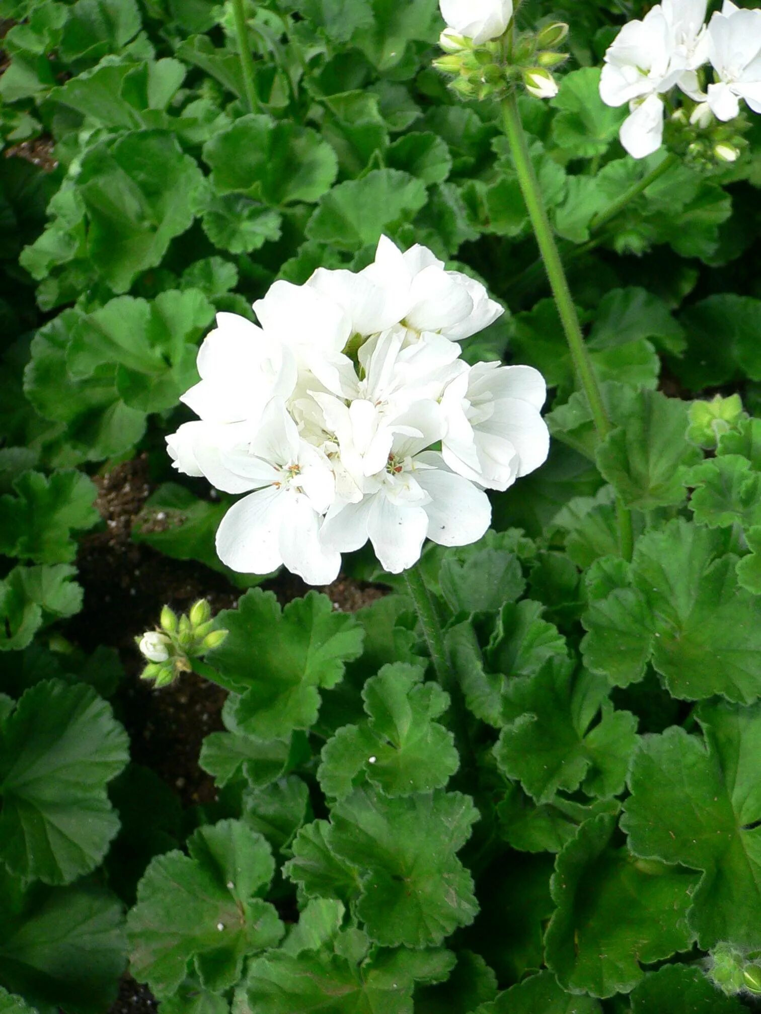 Пеларгония герань. Пеларгония hortorum. Пеларгония Бьянка. Герань (Geranium).