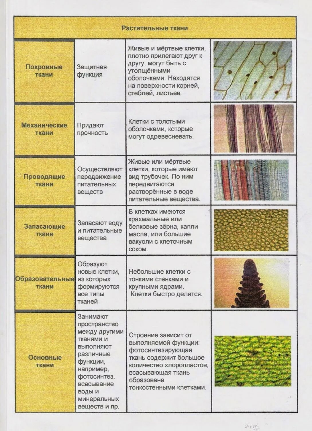 Таблица растительные ткани 6 класс биология. Типы тканей растений 6 класс биология таблица. Виды тканей растений таблица биология 6 класс. Виды тканей растений 5 класс биология таблица. Виды растительных тканей рисунки