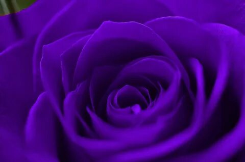 1920x1271 Purple Roses as Background Wallpaper.