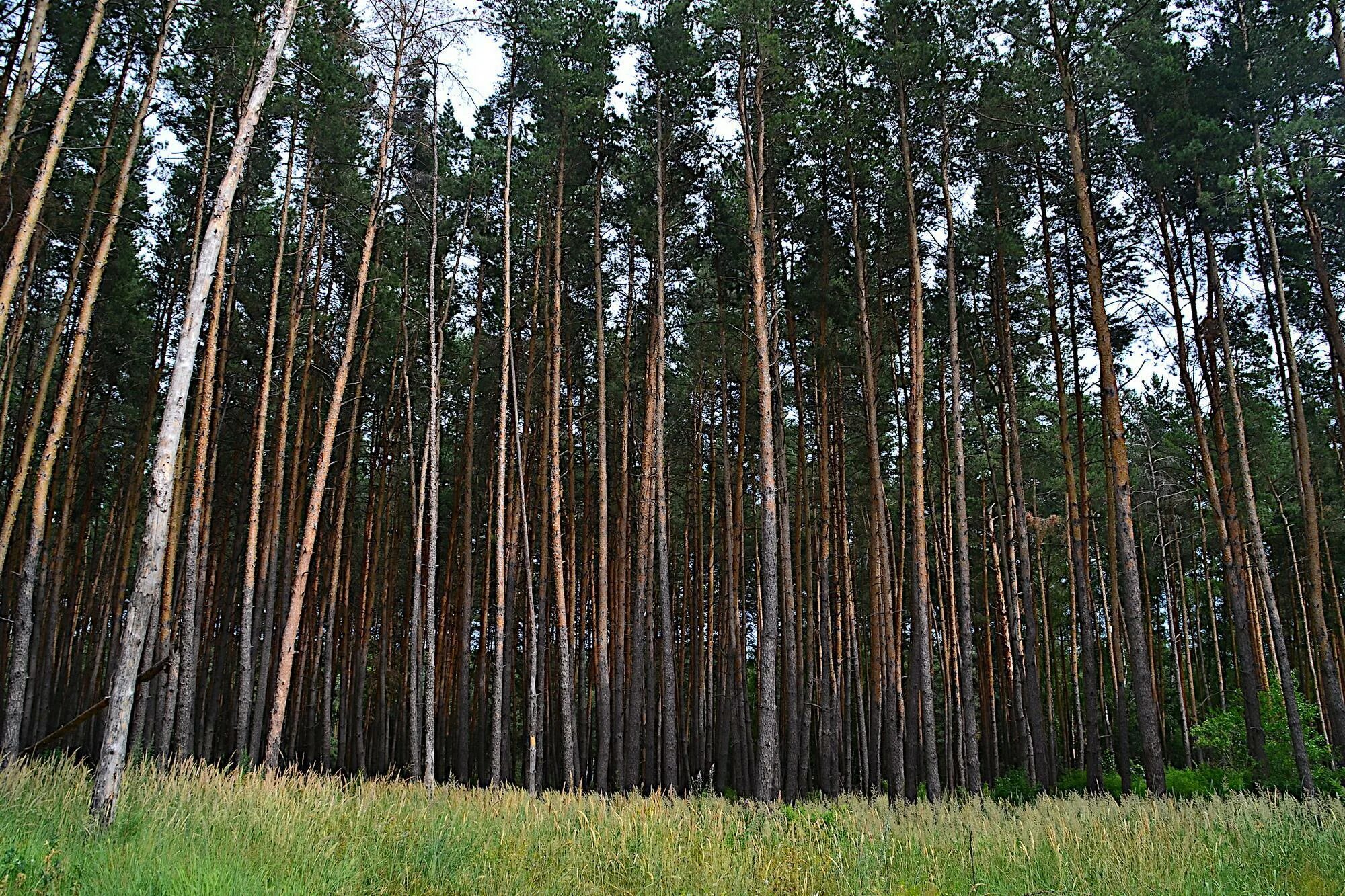 Сосновый Бор Воронеж лес. Хвойный лес Воронеж. Ур Сосновый лес Липецк. Сосновый лес Пялово.