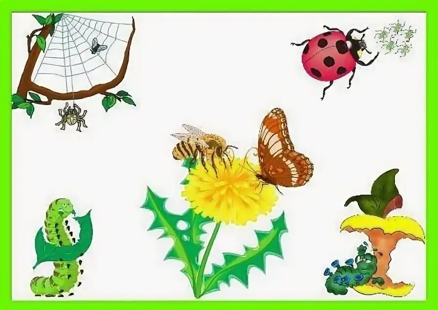 Занятие по развитию речи тема насекомые. Насекомые для дошкольников. Ориентировка в пространстве насекомые. Материал по занятию насекомые. Насекомые занятие для дошкольников.