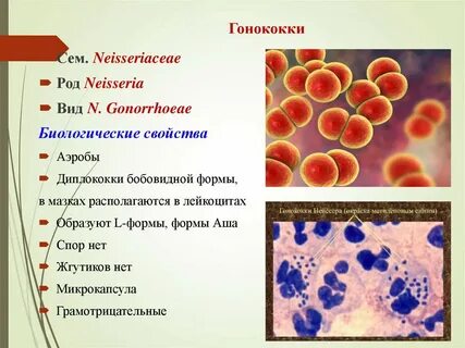 Гонококки стрептококки