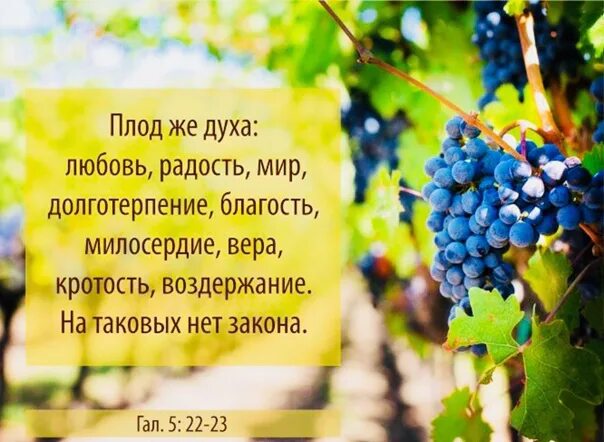 Добрые плоды в библии. Стих из библии плоды духа. Аннаэль художница. Арония черноплодная куст осень. Плоды души.
