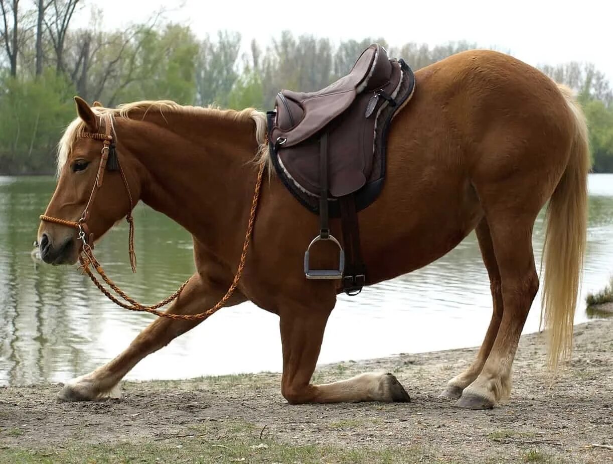 Седло на коне