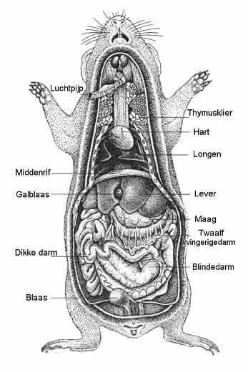 Анатомия морской свинки органы. Строение органов морской свинки. Строение морской свинки анатомия. Внутреннее строение морской свинки. Строение хомяка