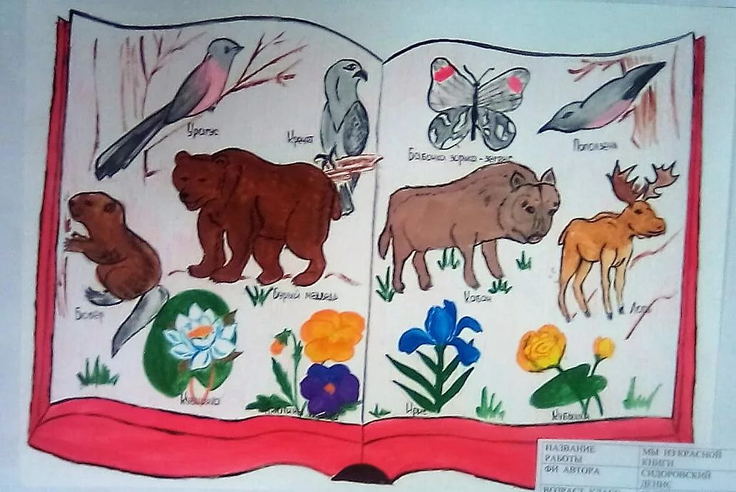 Занятие в подготовительной группе красная книга. Красная книга рисунок. Рисунки животных. Рисунки животных и растений. Рисунок на тему животный мир.