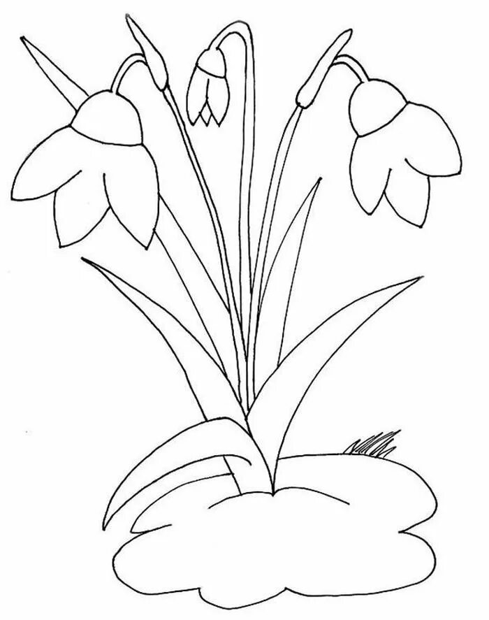 Первоцвет весенний. Первоцветы (подснежники, крокусы, гиацинты).. Весенний первоцвет - Подснежник. Подснежники раскраска для детей. Как нарисовать весенние цветы