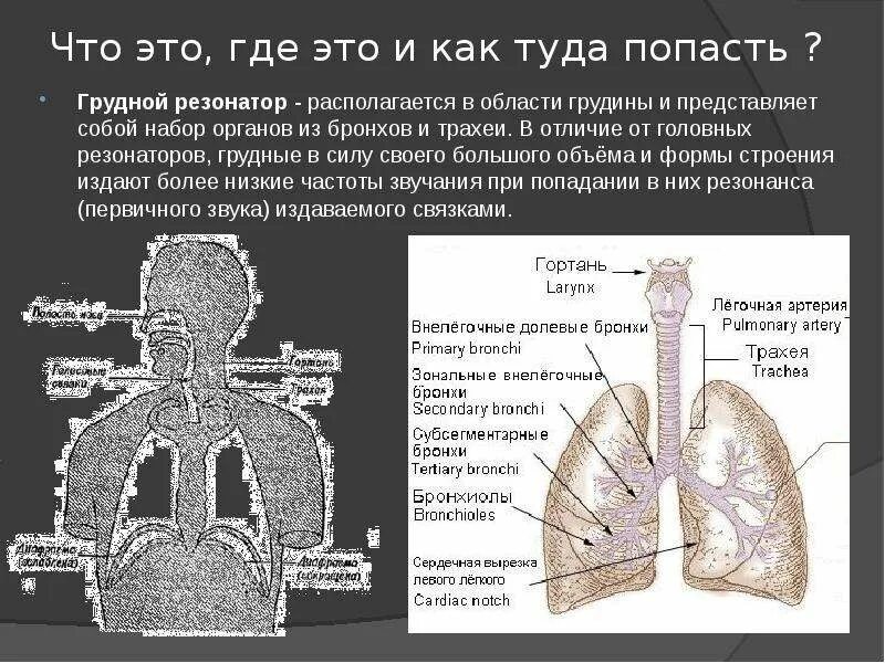 Грудной резонатор. Головной и грудной резонаторы. Резонаторы голосового аппарата. Голосовые резонаторы