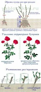 При какой температуре пересаживать розы осенью