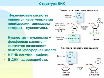 Каждый нуклеотид мономер днк содержит