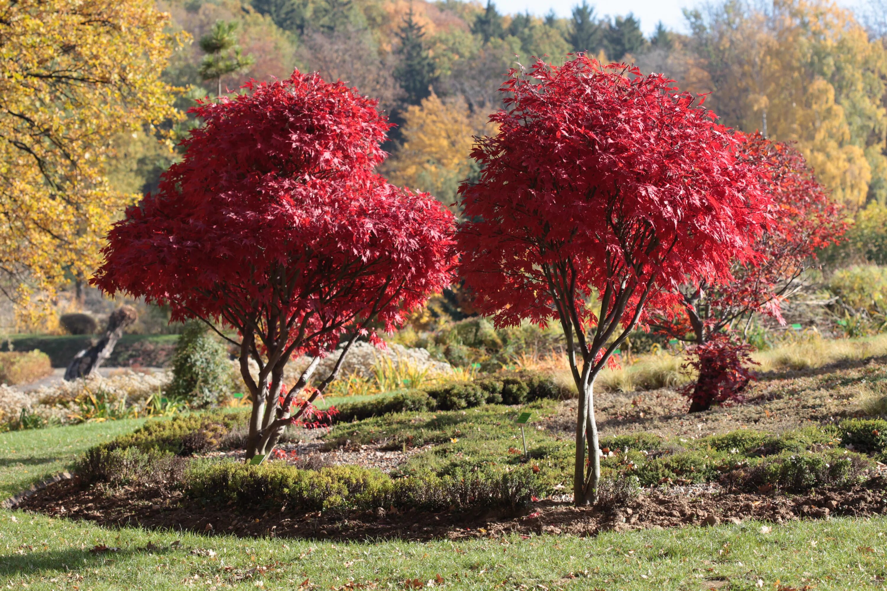 Дерево с красными листьями название. Acer palmatum Atropurpureum. Клен красный Гиннала. Клен Acer palmatum Atropurpureum. Клен Гиннала куст.