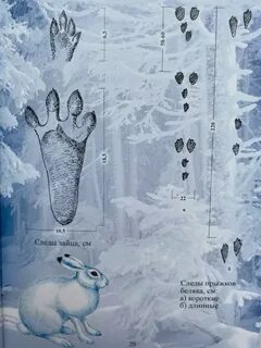 След зайца на снегу 5 букв