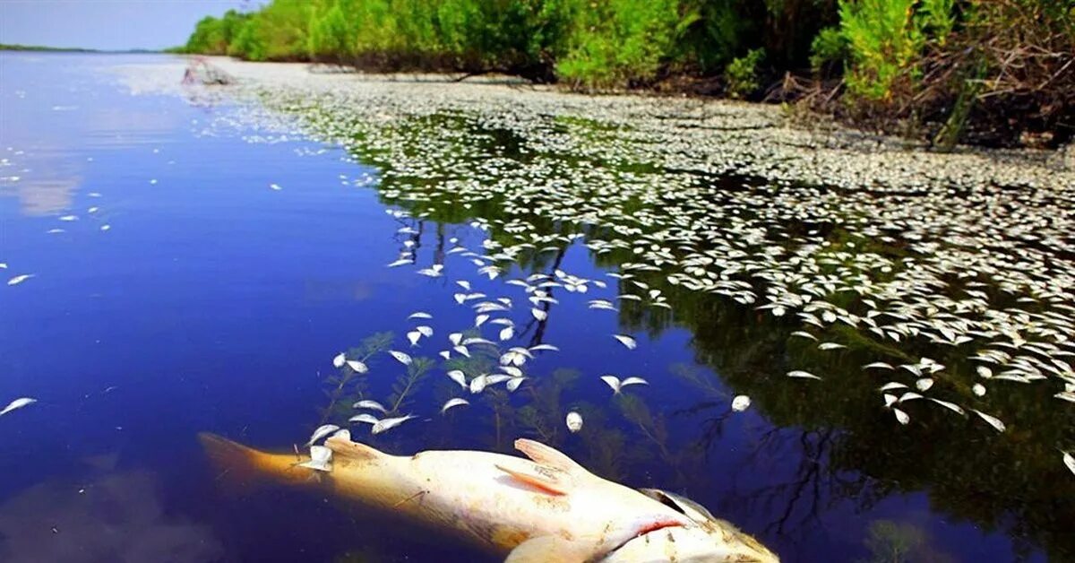 Экостикер мертвая рыба. Сон дохлая рыба в воде. Сон дохлая рыба в воде. Сон дохлая рыба в воде. Грустные рыбки из за загрязнения.
