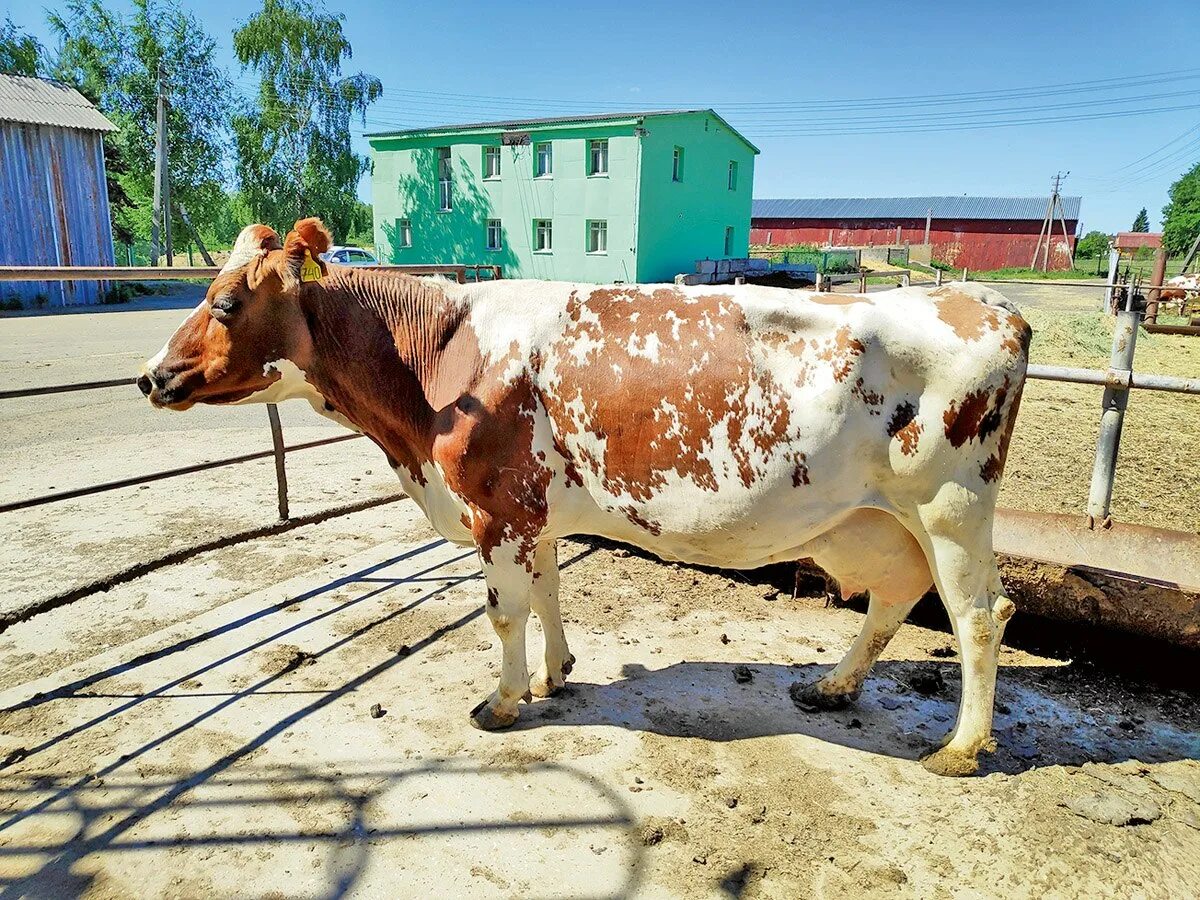 Купить айрширскую породу. Айрширская корова. Порода симментальская ,айрширская.. КРС айрширской породы. Айрширская телята.