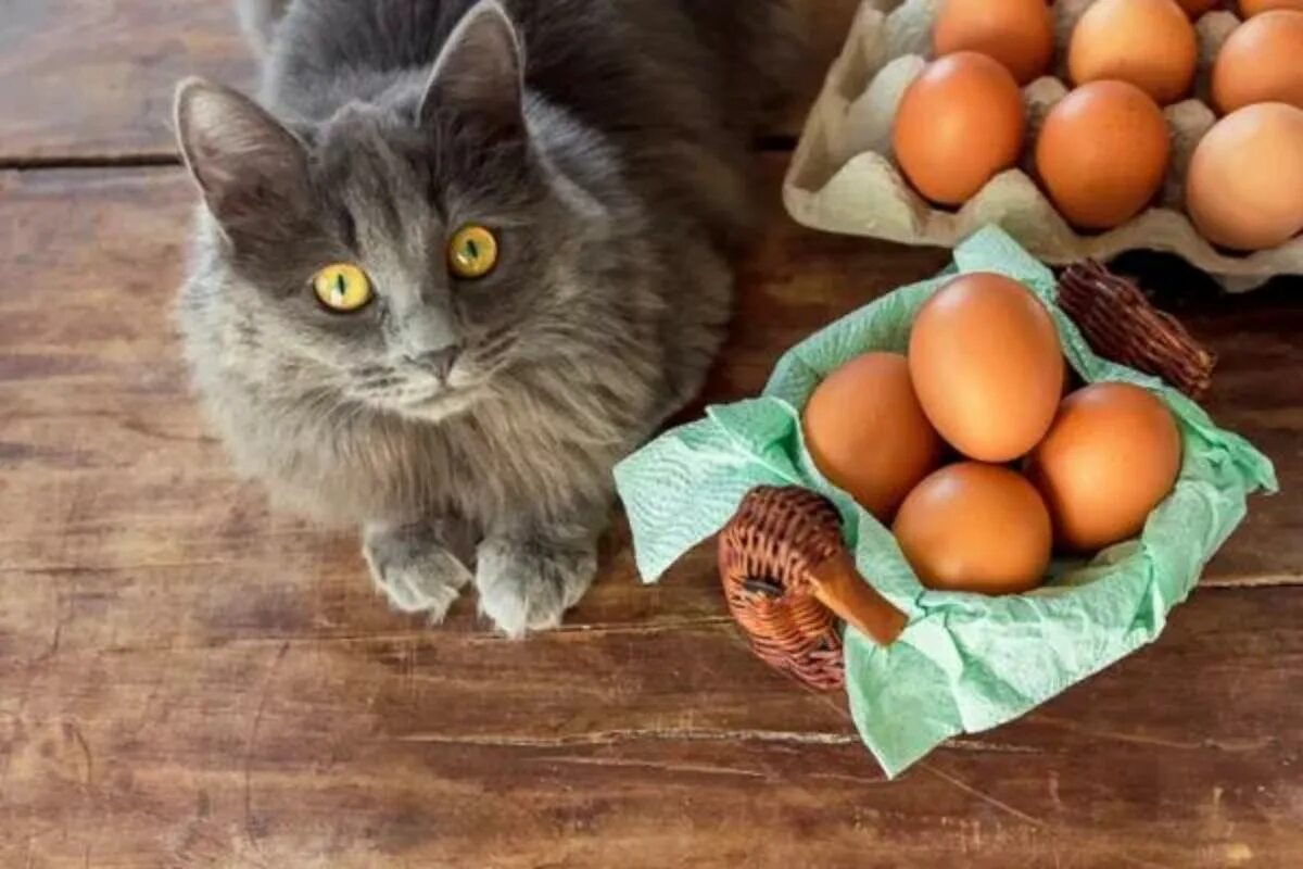 Кошке можно давать яйцо. Кот с куриными яйцами. Котик с яйцами. Кошка с куриным яйцом.