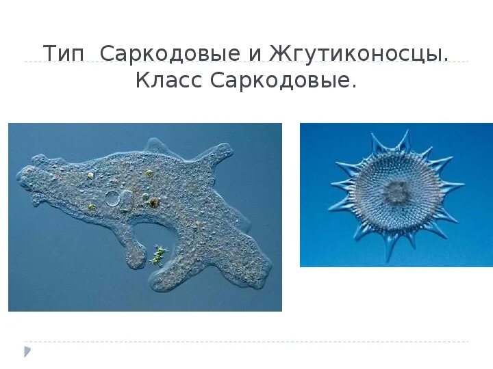 Саркодовые представители. Амеба саркодовая. Саркодовые строение клетки. Размножение саркодовых и жгутиконосцев. Размножение саркодовых.