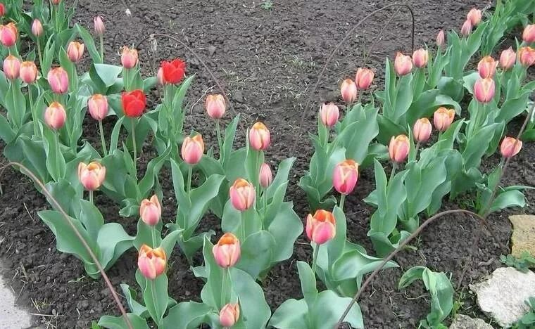 Можно ли посадить тюльпаны в марте. Тюльпаны на грядке. Тюльпаны на даче. Идеи посадки тюльпанов. Оригинальная посадка тюльпанов.
