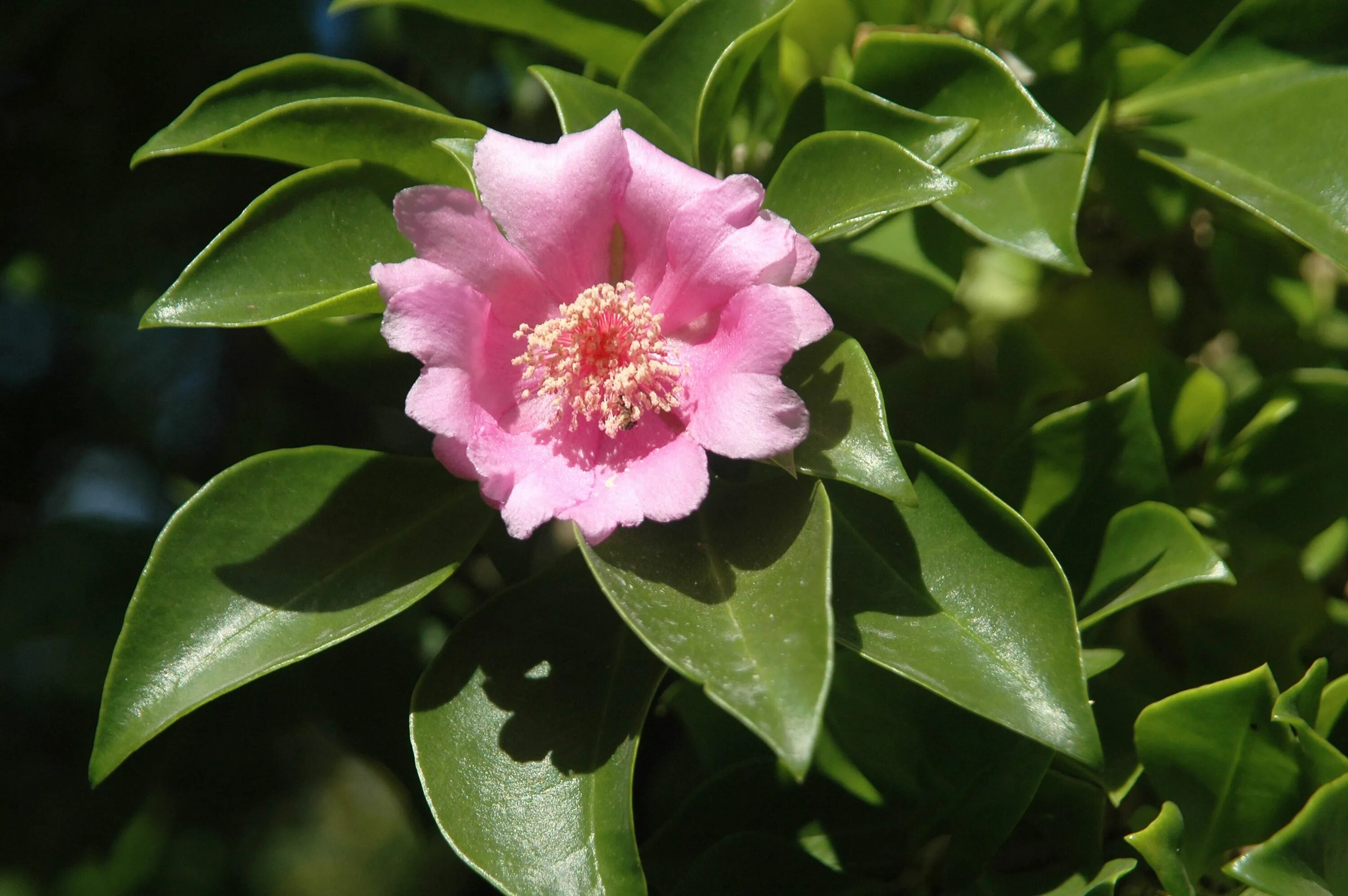 Domenika flowers