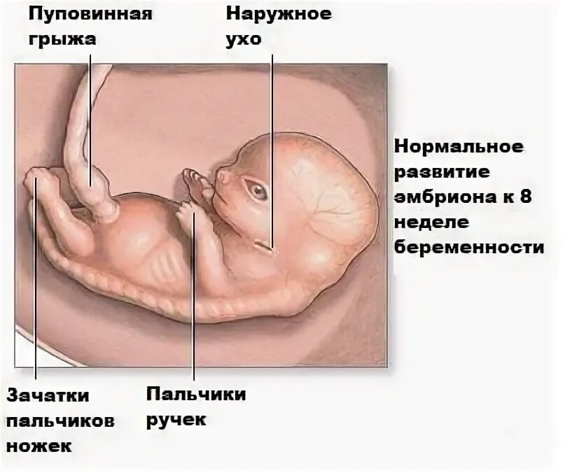 37 недель боли форум. Беременна 5 недель тянет низ живота. 38 Недель болит низ живота.