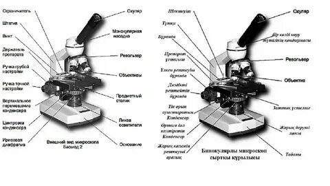 Микроскоптың құрылысы