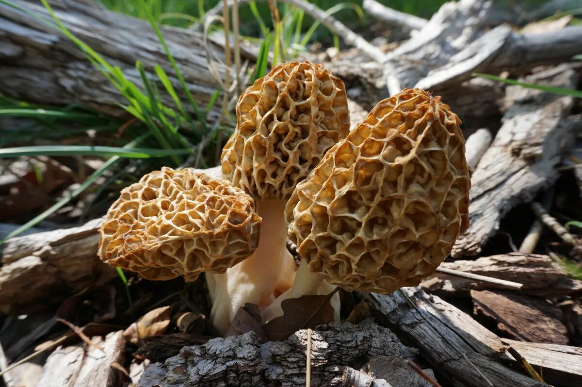 Первые грибы весной название