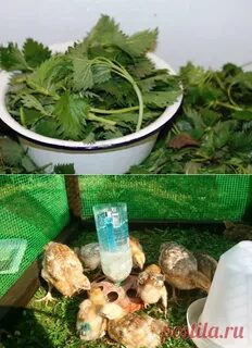 Какую траву можно курам несушкам